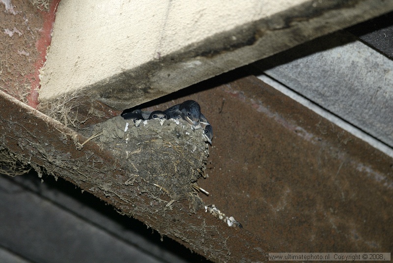 Boerenzwaluw (Hirundo rustica) Barn swallow
Camerig in Geuldal, 03-06-2004
