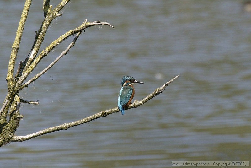 IJsvogel (Alcedo atthis) King fisher
Lepelaarsplassen, 14-08-2004
