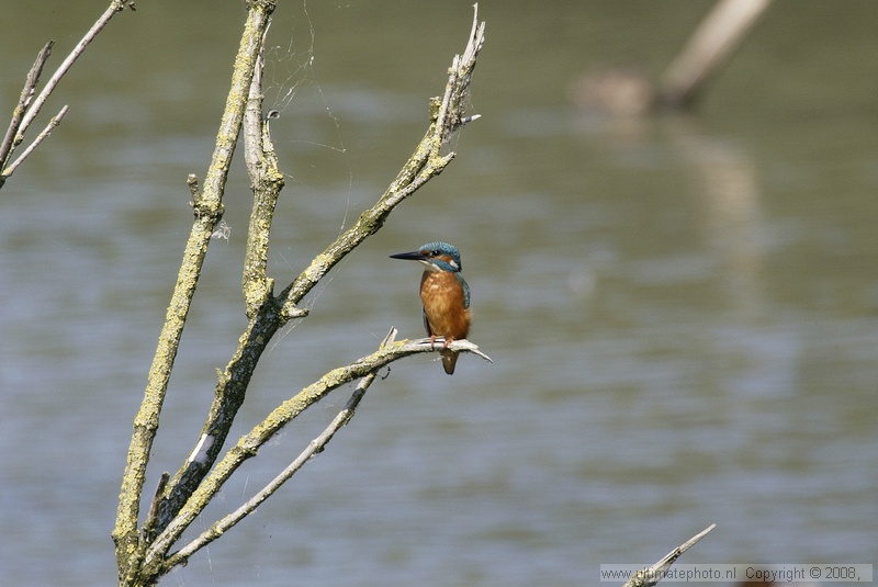 IJsvogel (Alcedo atthis) King fisher
Lepelaarsplassen, 14-08-2004
