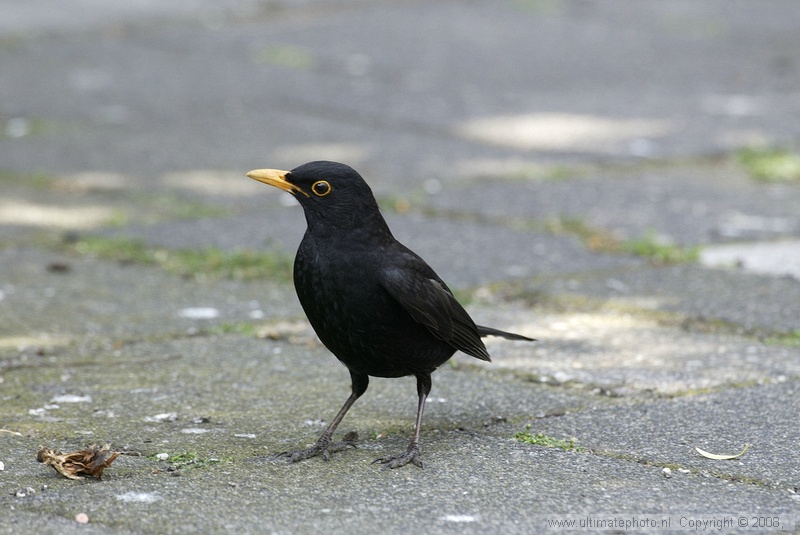 Merel (Turdus merula) Common blackbird
Amstelveen, 15-05-2005
