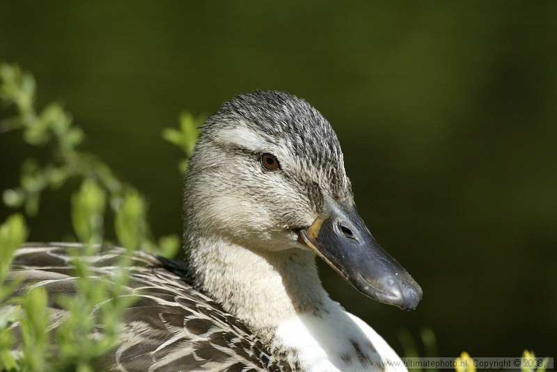 Wilde Eend (Anas Platyrhynchos) Mallard
