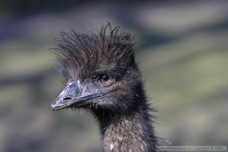 Emoe (Dromaius novaehollandiae) Emu
Vogelpark Avifauna, 23-03-2003
