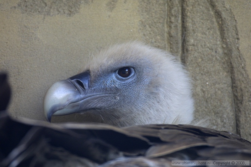Vale Gier (Gyps fulvus) Griffon vulture
Dierenpark Amersfoort, 13-04-2003
