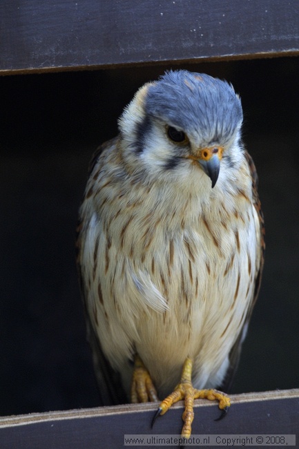 AmerikaanseTorenvalk (Falco sparverius) American kestrel/sparrowhawk
De Paay, 30-04-2003
