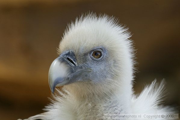 Vale Gier (Gyps fulvus) Griffon vulture
Parque Las Aguilas Tenerife, 30-05-2006
