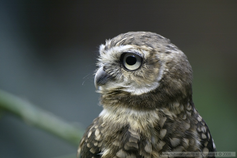 Konijnuil (Athene cunicularia) Burrowing owl
Diergaarde Blijdorp, 16-09-2006
