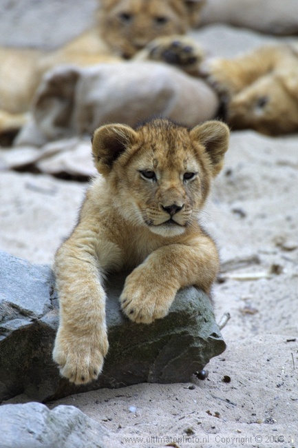 Afrikaanse Leeuw (Panthera Leo) Lion
Ouwehands Dierenpark, 27-08-2003
