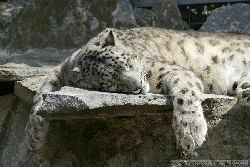 Sneeuwpanter (Uncia Uncia) Snow leopard
Olmense Zoo, 26-05-2004
