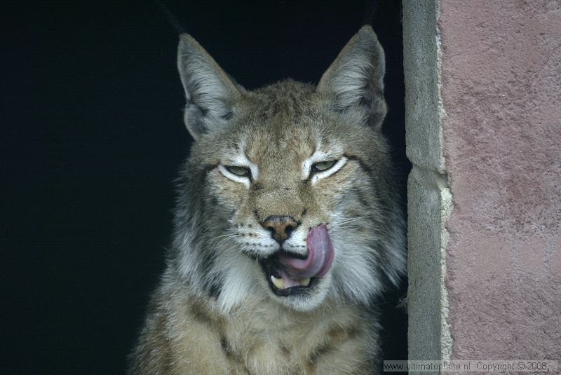 Europese Lynx (Lynx Lynx) Lynx
Olmense Zoo, 26-05-2004

