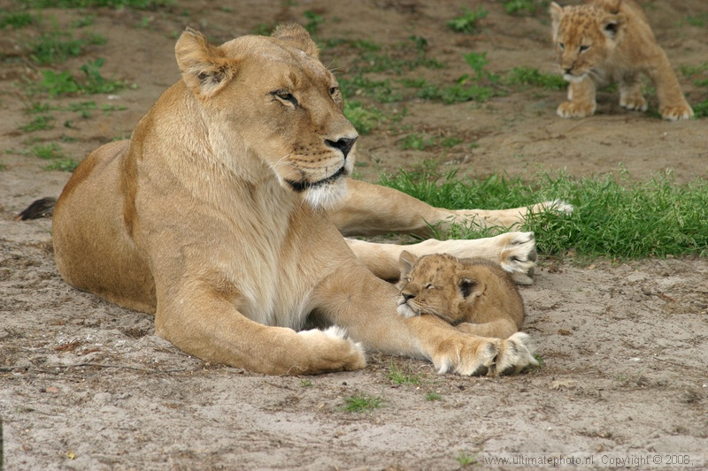 Afrikaanse Leeuw (Panthera Leo) Lion
Olmense Zoo, 26-05-2004
