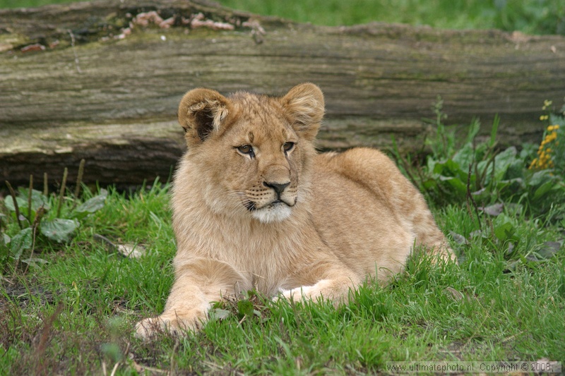 Afrikaanse Leeuw (Panthera Leo) Lion
Olmense Zoo, 07-10-2004

