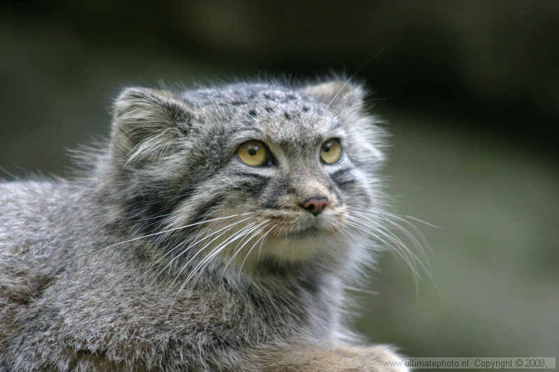 Manul (Otocolobus manul) Pallas cat
Diergaarde Blijdorp, 16-09-2006
