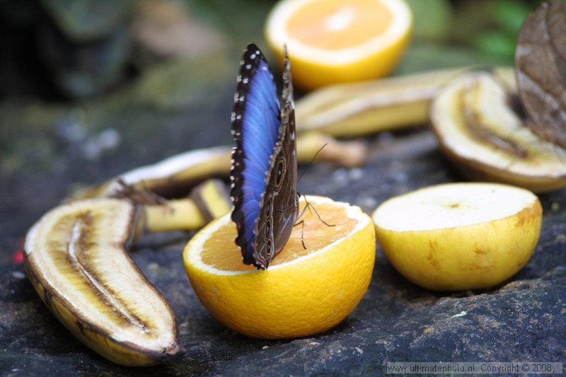 Blue Morpho (Morpho peleides) Blue Morpho
Noorder Dierenpark, 03-09-2002
