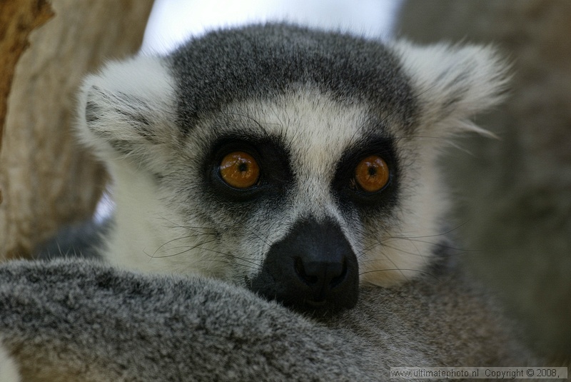 Ringstaart maki (Lemur catta) Ring-tailed lemur
Monkey Park Tenerife, 28-09-2006
