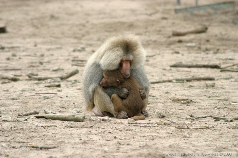Mantelbaviaan (Papio hamadryas) Hamadryas baboon
Safari Beekse Bergen, 30-09-2004
