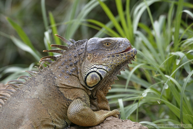 Groene Leguaan (Iguana iguana) Green iguana
Parques Exoticos Tenerife, 28-09-2006
