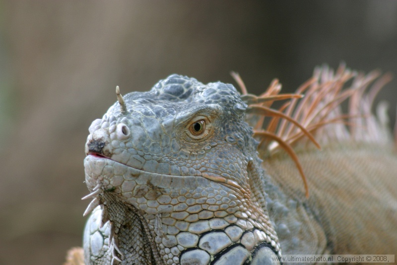 Groene Leguaan (Iguana iguana) Green iguana
Parques Exoticos Tenerife, 28-09-2006
