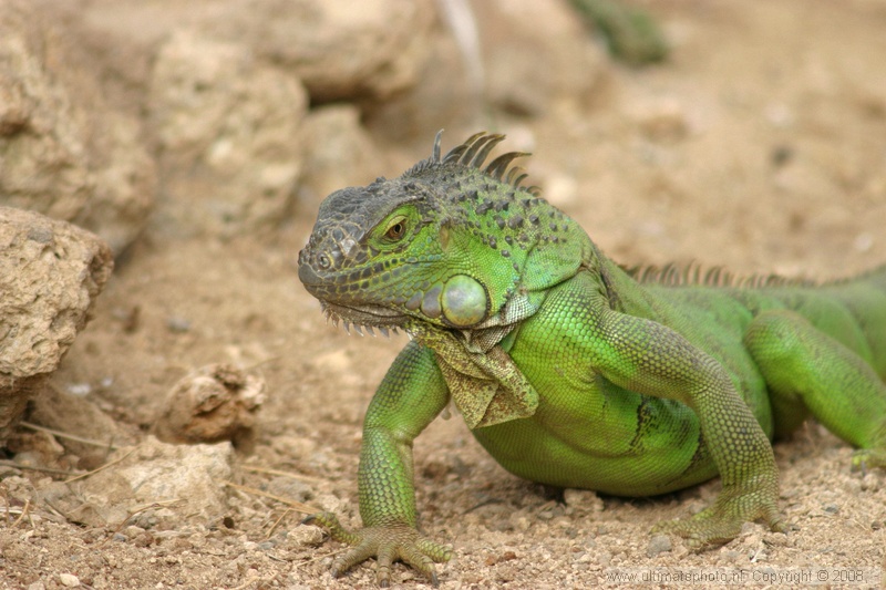 Groene Leguaan (Iguana iguana) Green iguana
Parques Exoticos Tenerife, 28-09-2006
