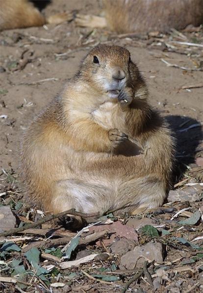 Zwartstaart prairiehond (Cynomys ludovicianus) Black-tailed prairie dog
Noorder Dierenpark, 03-09-2002
