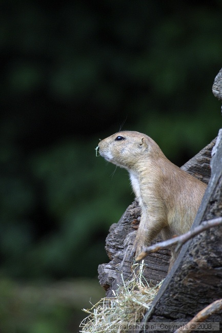 Zwartstaart prairiehond (Cynomys ludovicianus) Black-tailed prairie dog
Dierenpark Wissel, 04-09-2003
