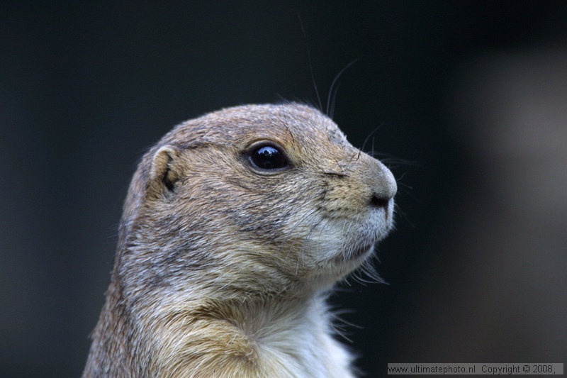 Zwartstaart prairiehond (Cynomys ludovicianus) Black-tailed prairie dog
De Paay, 30-04-2003
