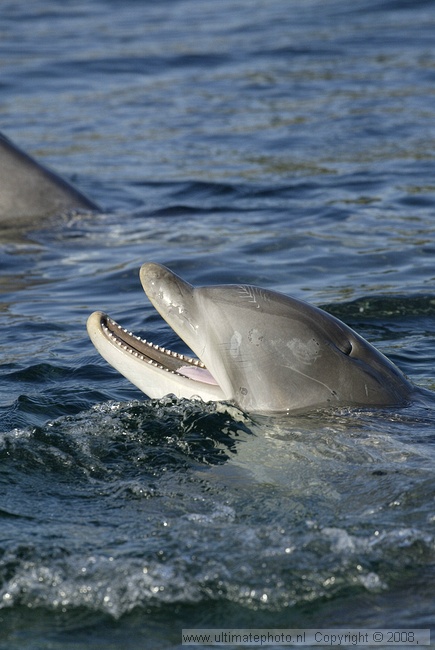 Tuimelaar (Turisops truncatus) Bottlenose dolphin
Dolfinarium Harderwijk, 11-10-2004
