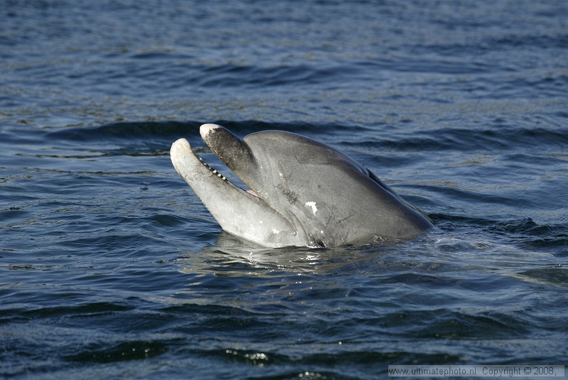 Tuimelaar (Turisops truncatus) Bottlenose dolphin
Dolfinarium Harderwijk, 11-10-2004
