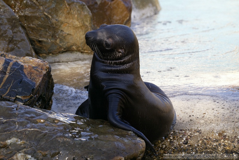 Steller zeeleeuw (Eumetopias jubatus) Steller northern sealion
Dolfinarium Harderwijk, 11-10-2004

