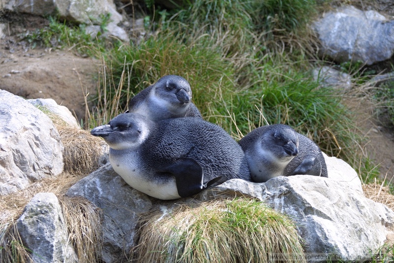 Zwartvoet pinguÃƒÆ’Ã†â€™Ãƒâ€ Ã¢â‚¬â„¢ÃƒÆ’Ã¢â‚¬Å¡Ãƒâ€šÃ‚Â¯n (Spheniscus demersus) Jackass penguin
Burgers Zoo, 29-08-2002
