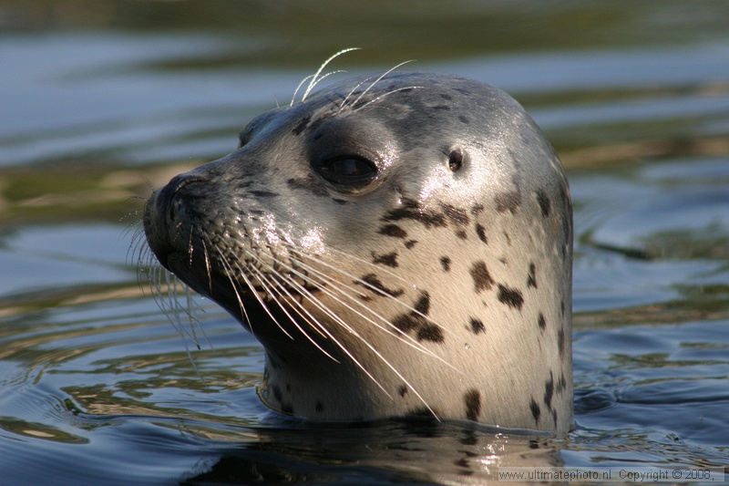 Zeehond (Phoca vitulina) Harbour seal
Aqua Zoo Friesland, 06-10-2005
