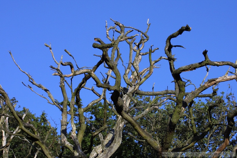 Dode boom in waterleidingduinen
Amsterdamse Waterleidingduinen
28-07-2003
