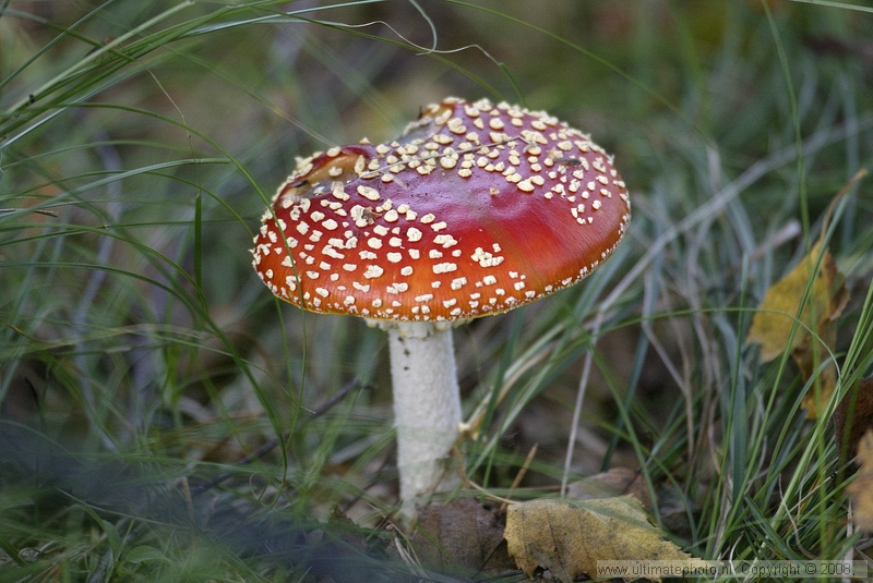 Vliegenzwam (Amanita muscaria) Fly agaric
Beekse Bergen, 30-09-2004
