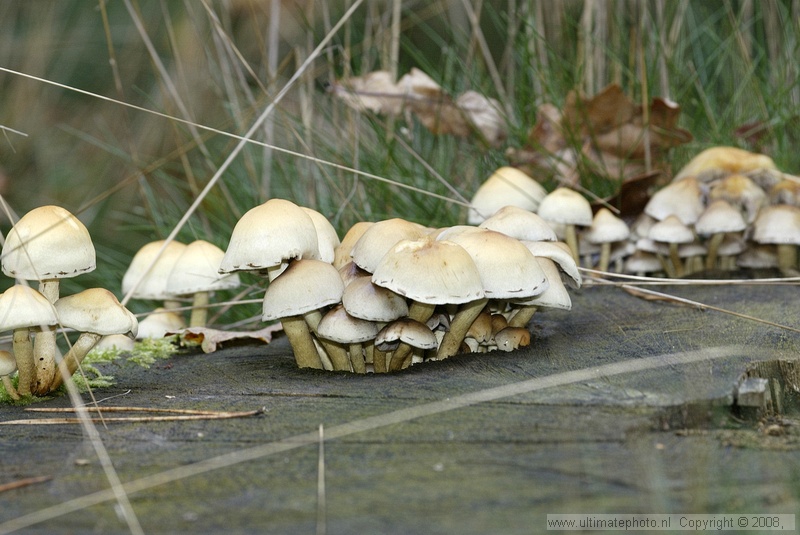 Gewone zwavelkop (Hypholoma fasciculare) Sulphur tuft
Beekse Bergen, 30-09-2004
