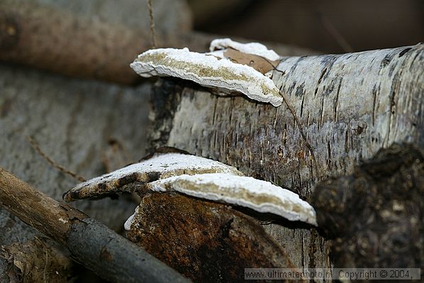 Berkenzwam (Piptoporus betulinus) Birch polypore
's-Gravelandse Buitenplaatsen, 02-10-2004

