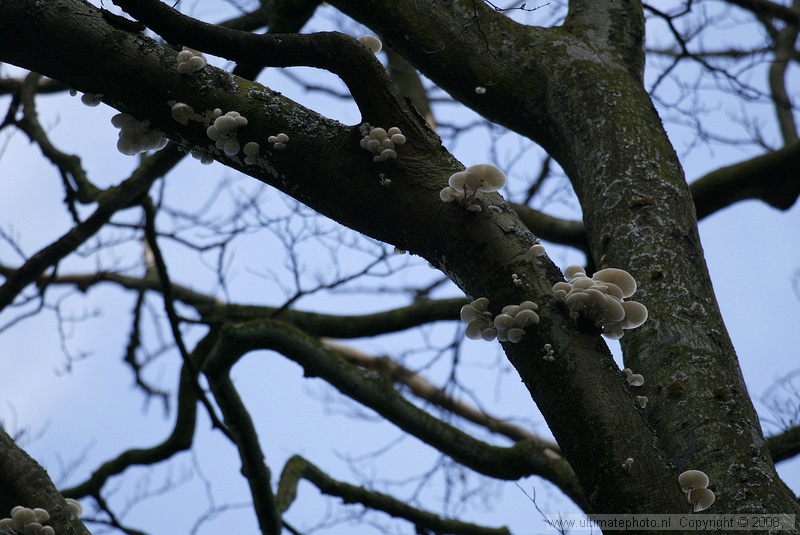 Porseleinzwam (Oudemansiella mucida) Porcelain mushroom
's-Gravelandse Buitenplaatsen, 02-10-2004


