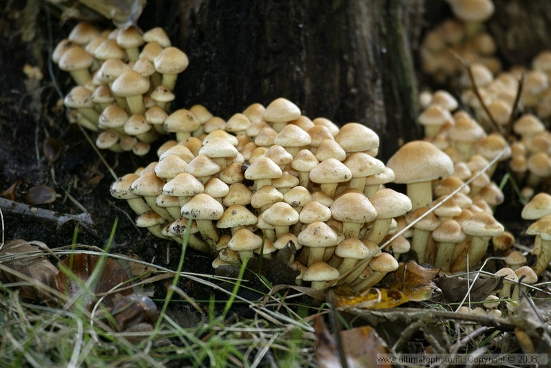 Gewone zwavelkop (Hypholoma fasciculare) Sulphur tuft
's-Gravelandse Buitenplaatsen, 02-10-2004

