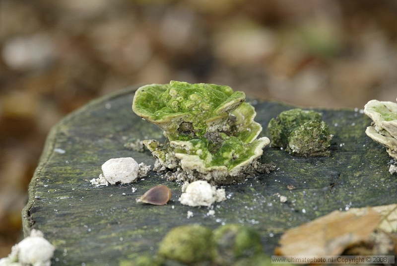 Witte bultzwam (Trametes gibbosa)
's-Gravelandse Buitenplaatsen, 02-10-2004

