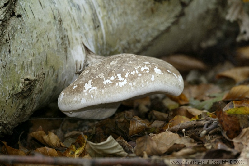 Berkenzwam (Piptoporus betulinus) Birch polypore
's-Gravelandse Buitenplaatsen, 02-10-2004

