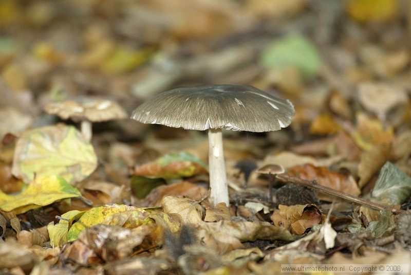 Grijze slanke amaniet (Amanita vaginata) Grisette
's-Gravelandse Buitenplaatsen, 02-10-2004

