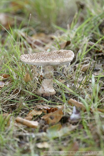 Parelamaniet (Amanita rubescens) Blusher
's-Gravelandse Buitenplaatsen, 02-10-2004

