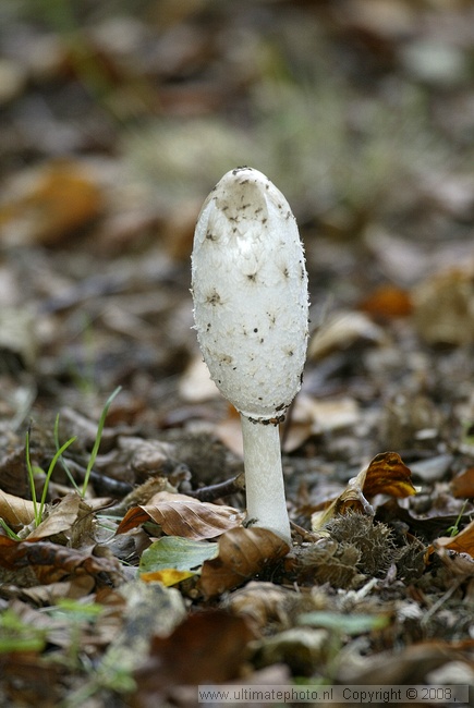 Geschubde inktzwam (Coprinus comatus) Shaggy mane
's-Gravelandse Buitenplaatsen, 02-10-2004

