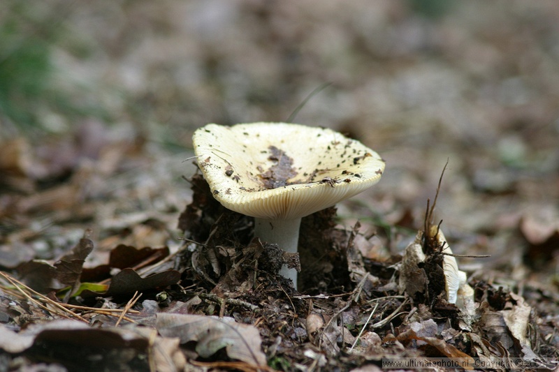 Geelwitte russula (Russula ochroleuca) Common yellow russula
Beekse Bergen, 30-09-2004
