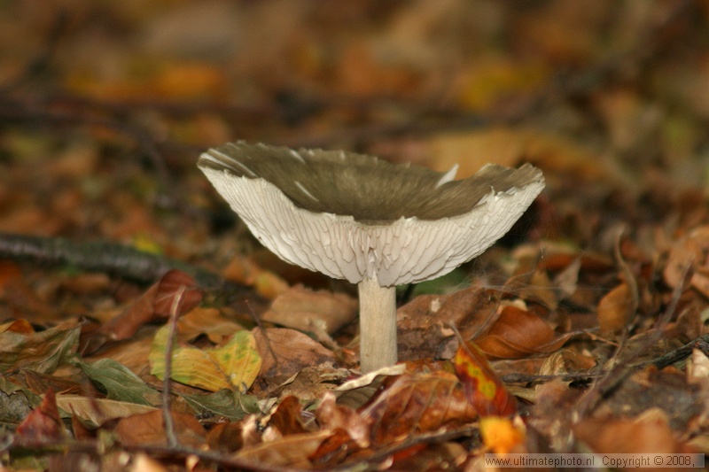 Grijze slanke amaniet (Amanita vaginata) Grisette
's-Gravelandse Buitenplaatsen, 02-10-2004


