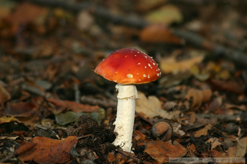 Vliegenzwam (Amanita muscaria) Fly agaric
's-Gravelandse Buitenplaatsen, 02-10-2004


