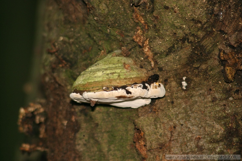 Echte tonderzwam (Fomes fomentarius) Hoof fungus
's-Gravelandse Buitenplaatsen, 02-10-2004


