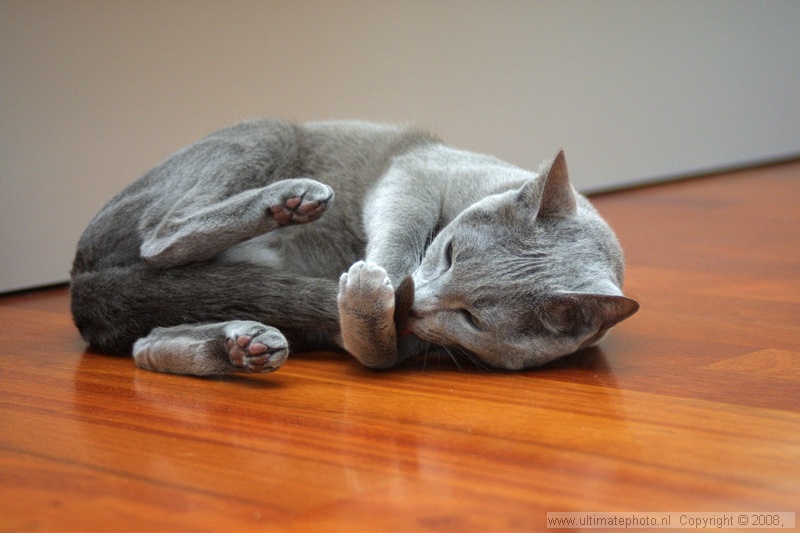 ZAZU (Russian Blue female)
Amstelveen, 30-04-2002
