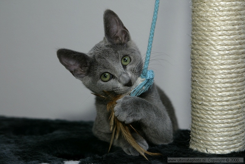 MILA (Russian Blue female)
Amstelveen, 31-05-2008
