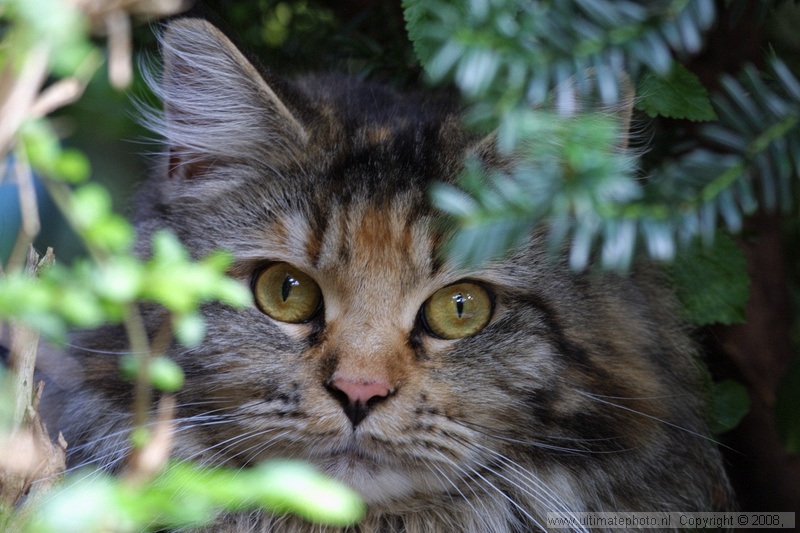 DUSTY (Maine Coon)
Heerhugowaard, 27-07-2002
Eigenaar Wil Bosma
