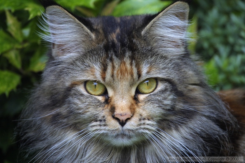 DUSTY (Maine Coon)
Heerhugowaard, 09-06-2003
Eigenaar Wil Bosma
