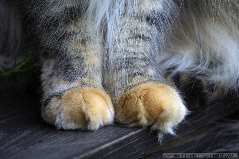 DUSTY (Maine Coon)
Heerhugowaard, 09-06-2003
Eigenaar Wil Bosma
